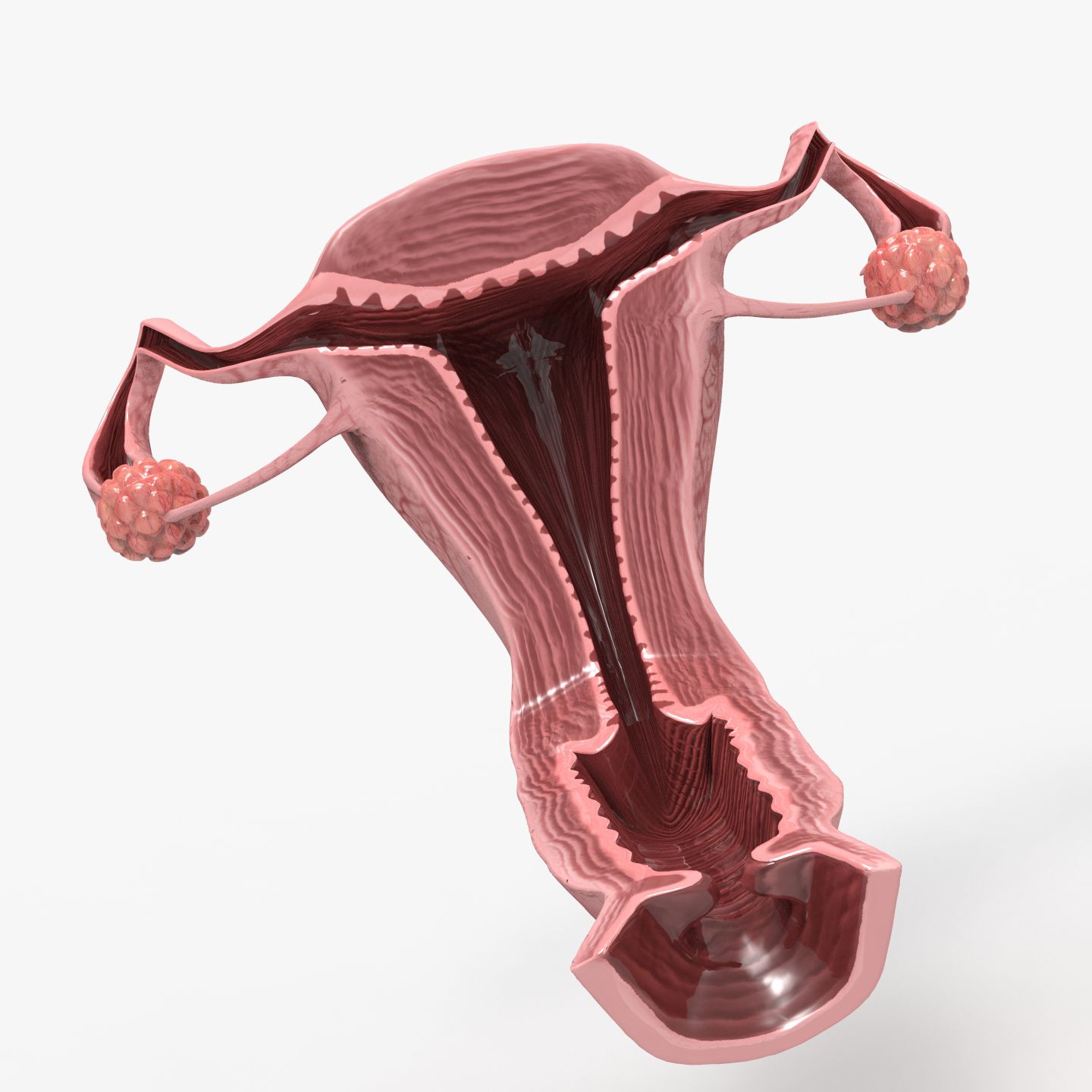 Genital Estetik, İç Dudak Estetiği, Labioplasti, Dış Dudak Estetiği, Vulvoplasti, Klitoris Estetiği, Hudoplasti, Vajinoplasti, Vajina Daraltma, Perinoplasti, Doğum İzleri Estetiği, Kızlık Zarı Onarımı, Himenorafi, Himenoplasti, Ürojinekoloji, Pelvik Taban Bozuklukları, İdrar Kaçırma, İnkontinans, Stres İnkontinans, Urge İnkontinans, Mikst İnkontinans, Sistosel, İdrar Torbası Sarkması, Rektosel, Bağırsak Fıtığı, Rahim Sarkması, Jinekoloji, Myomlar, Yumurtalık Kistleri, Endometriozis, Çikolata Kisti, Bartholin Kisti, Rahim Perdesi, Uterin Septum, Rahim İçi Polipler, Rahim Ağzı Lezyonları, Cinsel Yolla Bulaşan Hastalıklar, HPV, Genital Siğiller, Frengi, Sifiliz, Bel Soğukluğu, Gonore, Klamidya Enfeksiyonu, Trikomonas Enfeksiyonu, Mikoplazma Enfeksiyonu, Ureaplasma Enfeksiyonu, Genital Uçuk, Herpes, Yumuşak Çıban, Şankroid, Donovanoz, Granüloma İnguinale, İnfertilite, Primer İnfertilite, Sekonder İnfertilite, Açıklanamayan İnfertilite, HSG, Jinekolojik Endokrinoloji, PKOS, Adet Düzensizliği, Erken Menopoz, Sık Adet Görme, Yoğun Kanamalar, Gebelik Takibi